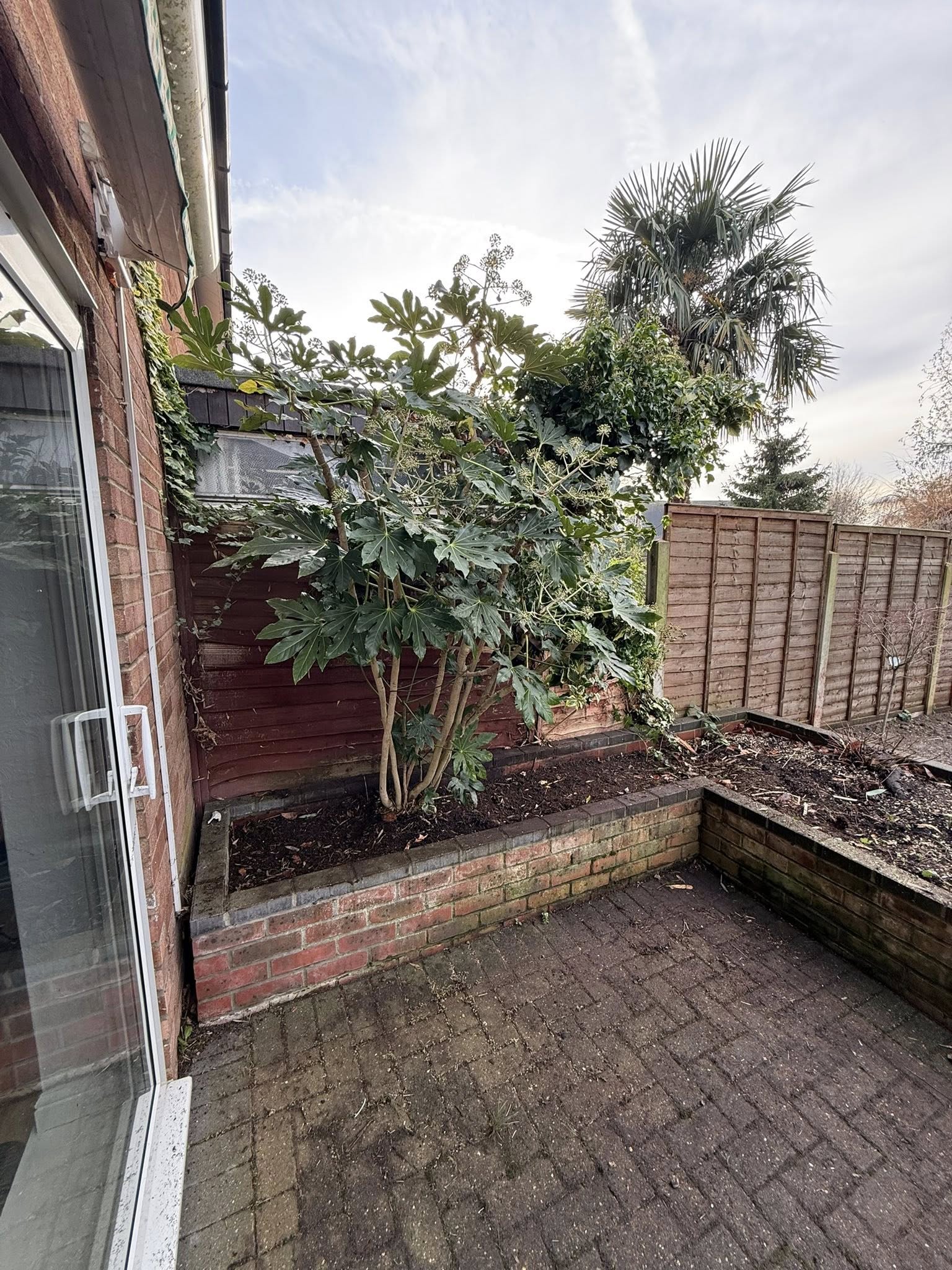 Freshly trimmed and squared-off hedges